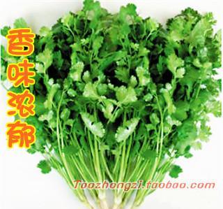 陽臺(tái)四季蔬菜種植 從山東老香菜種子到家庭盆栽蔬菜