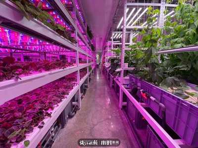 航天蔬菜杭州有同款，揭秘神奇植物工廠 人造陽(yáng)光空氣，全程無(wú)農(nóng)藥的綠色革命
